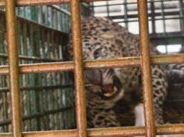 बहराइच के महसी में तेंदुआ पिंजरे में कैद: एक महीने से आतंक मचा रहा था, वन विभाग ने पकड़ा – Mahsi News