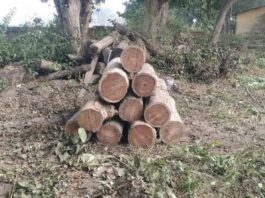 वन विभाग की छापेमारी, 10 बोटा शीशम बरामद: मोहनापुर में अवैध रूप से संग्रहित लकड़ी जब्त – Ekma(Nautanwa) News