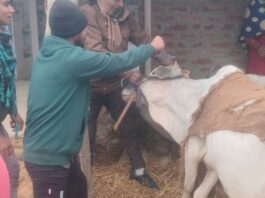 श्रावस्ती में बीमार गौ माताओं का इलाज शुरू:श्री राम जन्मभूमि सुरक्षा संगठन ने चलाया गौ सेवा अभियान, लोग रहें मौजूद