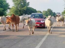 सड़कों पर आवारा पशुओं से बढ़ा हादसों का खतरा:हरदत्त नगर गिरंट में बनीं दुर्घटनाओं का कारण, युवा और किसान दोनों परेशान