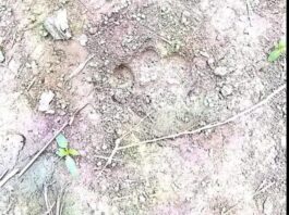 निचलौल:प्राथमिक स्वास्थ्य केंद्र (पीएचसी) बजही में तेंदुए की दस्तक से दहशत का माहौल है।*