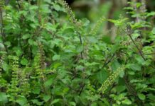 सुख-समृद्धि के साथ इन 10 बीमारियों से राहत देती है रोजाना तुलसी का सेवन, जानिए इसके चमत्कारी गुण