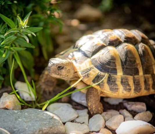 घर में कछुआ रख रहे हैं तो इन बातों का रखें विशेष ध्यान, दिशा खराब तो फिर तो बेड़ागर्क ही समझो News Desk