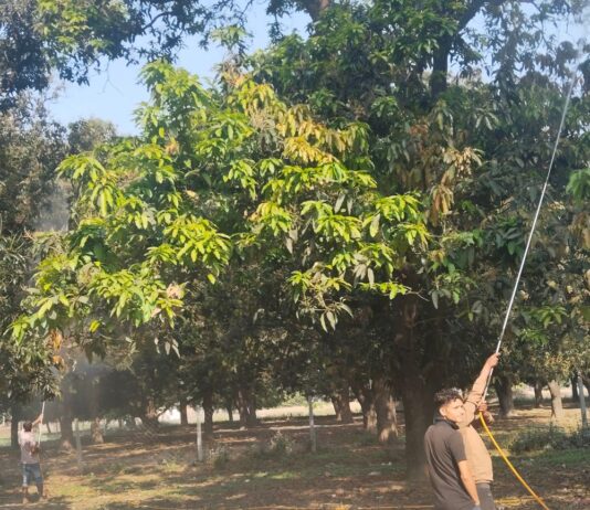 рдЖрдо рдХреЗ рдмреМрд░ рдореЗрдВ рд▓рд╛рдЪрд╛ рд░реЛрдЧ рдХрд╛ рдкреНрд░рдХреЛрдк:рдмрд╛рдЧрдмрд╛рди рдХрд░ рд░рд╣реЗ рдХреАрдЯрдирд╛рд╢рдХ рдХрд╛ рдЫрд┐рдбрд╝рдХрд╛рд╡, рдкреИрджрд╛рд╡рд╛рд░ рдШрдЯрдиреЗ рдХреА рдЖрд╢рдВрдХрд╛