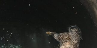 तेंदुआ कुएं में गिरकर मरा