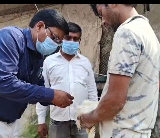 नेपाल में बर्ड फ्लू का खतरा:महराजगंज प्रशासन अलर्ट, सीमावर्ती पोल्ट्री फार्मों पर सैंपलिंग के निर्देश