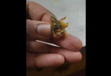 खाने में निकली छिपकली, शिकायत पर बताया शिमला मिर्च