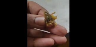 खाने में निकली छिपकली, शिकायत पर बताया शिमला मिर्च