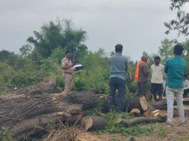 लैबुडवा गांव में हरे पेड़ का अवैध कटान:अज्ञात लोगों पर आरोप, पुलिस-राजस्व विभाग कर रहे जांच