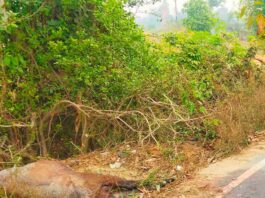 नीलगाय का शव सड़क किनारे पड़ा:दुर्गंध से राहगीर और स्कूली बच्चों को परेशानी