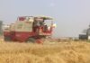 इटवा में गेहूं की कटाई शुरू:अगैती फसल की कटाई जारी, पिछली किस्मों में उत्पादन घटने से किसान चिंतित