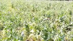 रायगढ़ के गांव में फिर अफीम की खेती का भंडाफोड़