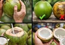 पीने के लिए सही नारियल की पहचान कैसे करें? नोट कीजिए, काम आएगी टिप्स