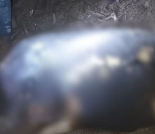 गिलौला में अलाव से लगी भीषण आग:तीन गाय जिंदा जलीं, लाखों का नुकसान