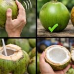 पीने के लिए सही नारियल की पहचान कैसे करें? नोट कीजिए, काम आएगी टिप्स