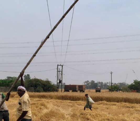 खेत में लटका 11 हजार वोल्ट का तार:निचलौल में किसानों को हादसे का डर, फसल कटाई प्रभावित