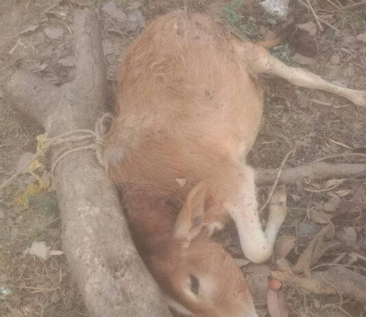 गौरीदास पुरवा में तेंदुए ने बछड़े को बनाया शिकार:ग्रामीणों में दहशत, वन विभाग ने सतर्क रहने की सलाह दी