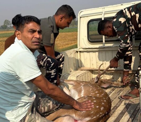 जंगली कुत्तों के हमले से घायल चीतल का रेस्क्यू:महराजगंज में SSB टीम ने बचाई जान, वन विभाग को सौंपा