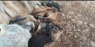 सरगुजा में आकाशीय बिजली का कहर, 16 मवेशियों की मौत से गांव में दहशत