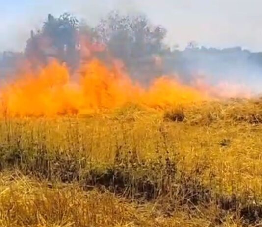 श्रावस्ती में गेहूं के खेतों में लगी आग:12 बीघा गेहूं की फसल जलकर राख, घर पहुंचने से पहले ही फसल जलीं