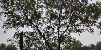 नानपारा-नवाबगंज में 4 घंटे बिजली गुल रही:गर्मी में निर्बाध आपूर्ति के लिए लाइन अनुरक्षण कार्य हुआ