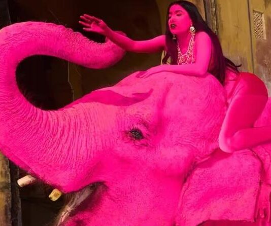 फोटोशूट के लिए गुलाबी रंगा गया हाथी बना मौत का शिकार, रूसी इन्फ्लुएंसर पर गिरेगी गाज News Desk