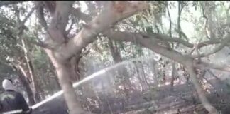 इकौना के टंडवा महंत गांव में बाग में लगी आग:अज्ञात कारणों से पचास से अधिक पौधे झुलसे