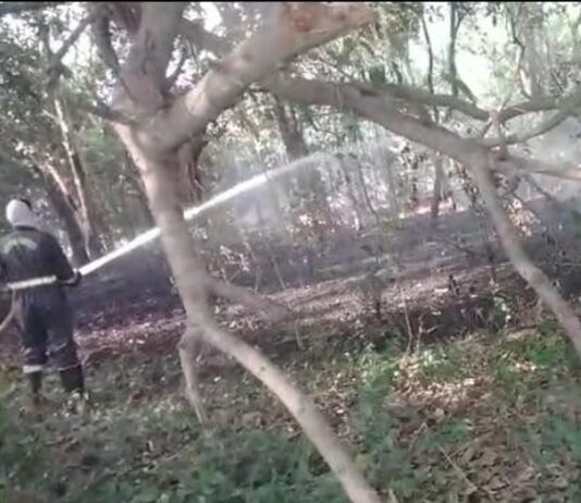 इकौना के टंडवा महंत गांव में बाग में लगी आग:अज्ञात कारणों से पचास से अधिक पौधे झुलसे