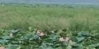 बस्ती का चंदो ताल अब अंतरराष्ट्रीय फलक पर:शासन ने रामसर साइट की तर्ज पर कायाकल्प के लिए चिह्नित किया