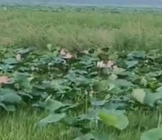 बस्ती का चंदो ताल अब अंतरराष्ट्रीय फलक पर:शासन ने रामसर साइट की तर्ज पर कायाकल्प के लिए चिह्नित किया