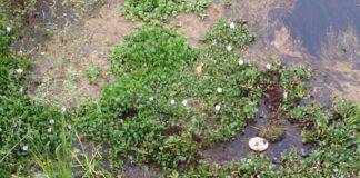 मनोरमा नदी का प्रवाह थमा:सूखने से हजारों ग्रामीणों के जीवन पर संकट, विधायक-समाजसेवी ने उठाई आवाज