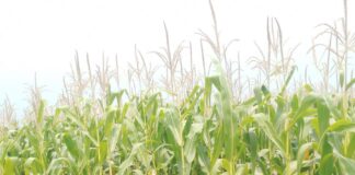 नवंबर में बोई मक्के की फसल तैयार:हुजूरपुर क्षेत्र के किसानों को अच्छे लाभ की उम्मीद