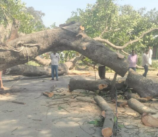 बरगद का पेड़ गिरने से शिक्षामित्र की मौत:खरगौरा-सेमरी मार्ग पर हुई घटना, लखनऊ में ली अंतिम सांस