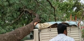 आंधी-तूफान से गिरे दर्जनों पेड़:बस्ती-कांटे मार्ग पर पिकअप फंसी, आवागमन बाधित