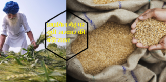 बारिश से प्रभावित गेहूं पर यूपी सरकार ने किसानों को दी राहत