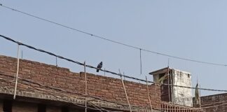 नासिरगंज में जर्जर बिजली तार टूट रहे:ओवरलोड से राहगीरों, निवासियों की जान को खतरा