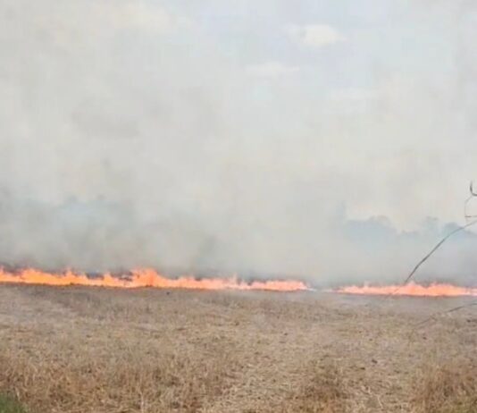 सिद्धार्थनगर के बेलवालगुनही में खेत में लगी आग:पुलिस और ग्रामीणों की तत्परता से टला बड़ा हादसा, क्षेत्र में राहत