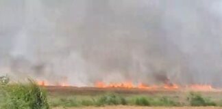 हवा ने भड़काई आग, 200 बीघा फसल जलकर राख:बस्ती में बुझाते समय युवक झुलसा, ट्रैक्टर का कुछ हिस्सा भी जला