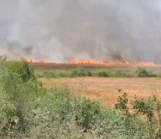 हवा ने भड़काई आग, 200 बीघा फसल जलकर राख:बस्ती में बुझाते समय युवक झुलसा, ट्रैक्टर का कुछ हिस्सा भी जला