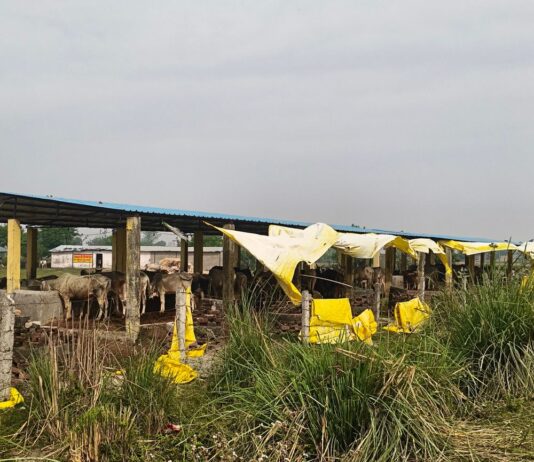 गौशाला में गंदगी, गोवंश को सूखा चारा:बहराइच की दौलतपुर गौशाला में अव्यवस्था; हरे चारे का अभाव, अधिकारी बेखबर