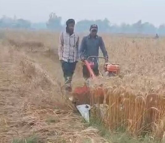 गिलौला में इस बार गेहूं की बंपर पैदावार:कटाई शुरू होते ही किसानों में खुशी, अच्छे दाम की उम्मीद