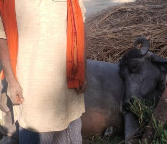 बिजली के पोल में करंट से भैंस की मौत:निचलौल के गेडहवा गांव में हुआ हादसा, परिजनों को मिलेगी सरकारी सहायता