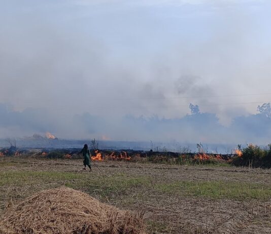 कलवारी में 4 बीघा गेहूं की फसल जलकर राख:चकदहा में अज्ञात कारणों से लगी आग