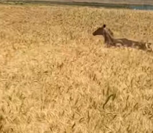 फरेन्दा में जंगली जानवर से गेहूं की फसल बर्बाद:किसानों ने सरकार से की मुआवजे की मांग, नहीं मिला स्थायी समाधान