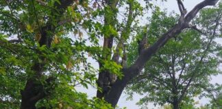 इटवा ब्लॉक कार्यालय परिसर में सूखे पेड़:बड़े हादसे की आशंका, कर्मचारी और फरियादी चिंतित