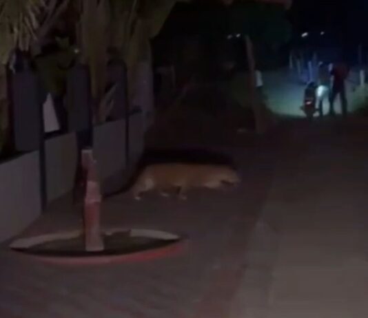 लोहरा गांव में किसान के घर में घुसा तेंदुआ:ग्रामीणों ने शोर मचाकर और ट्रैक्टर से खदेड़ा, वीडियो वायरल