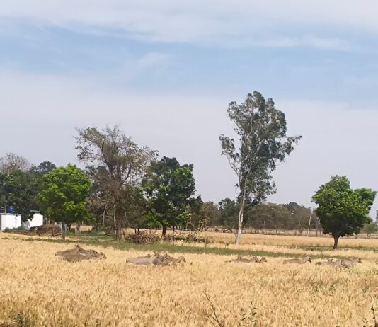 बस्ती में नीलगायों का कहर, फसलें बर्बाद:कप्तानगंज ब्लॉक में किसान परेशान, प्रशासन से मदद की गुहार।
