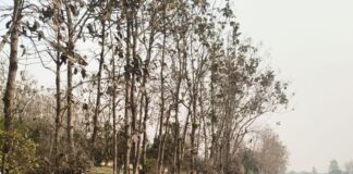 पराली जलाने से बाग में लगी आग:पीड़ित ने उपजिलाधिकारी से की कार्रवाई और मुआवजे की मांग