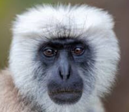 बस्ती के बानपुर में लंगूर का हमला:पांच दिन में दो ग्रामीण गंभीर घायल, दहशत का माहौल