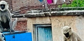 निचलौल के कई गांव में बंदरों के आतंक से ग्रामीण:फसलों और घरों को पहुंचा रहे नुकसान, गुलेल लेकर रखवाली करने को मजबूर लोग